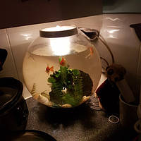 Міфи про рибок в круглих акваріумах