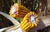 Особливості формування гібридного складу кукурудзи для умов регіону