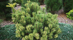 Сосна гірська Sunshine 2 річна на штамбі 60-80см, Сосна горная Саншайн, Pinus mugo Sunshine, фото 6