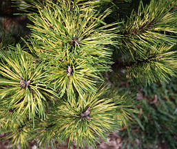 Сосна гірська Sunshine 2 річна, Сосна горная Саншайн, Pinus mugo Sunshine, фото 5