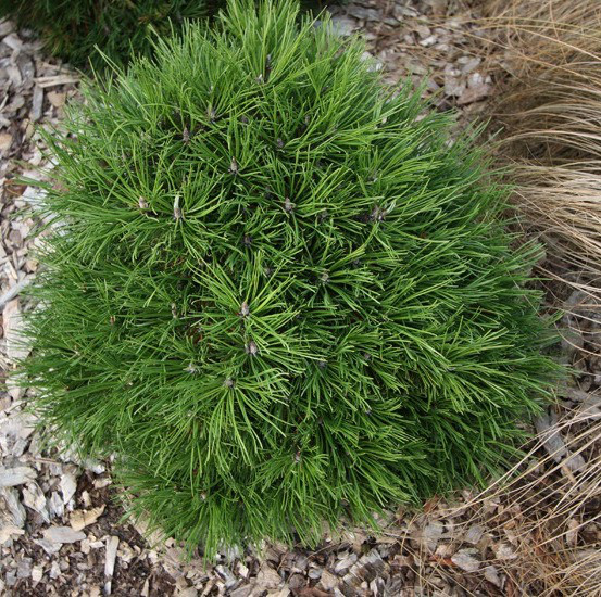 Сосна гірська Hesse 2 річна, Сосна горная Хессе, Pinus mugo Hesse