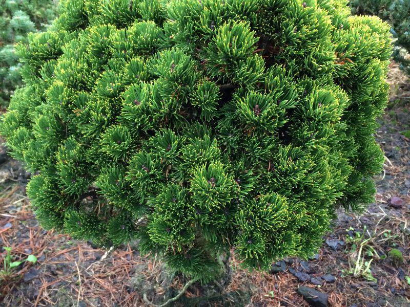 Сосна гірська Picobello 5 річна, контейнер 4л, Сосна гірська Пикобелло, Pinus mugo Picobello