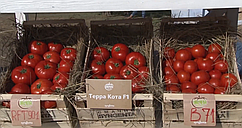 Насіння томату Терра Котта F1/Terra cotta F1 1000 насіння Syngenta 