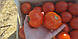 Насіння томату Терра Котта F1/Terra cotta F1 1000 насіння Syngenta , фото 2