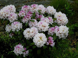 Рододендрон гібридний Еѕкімо 1 рік, Рододендрон гібридний Ескимо, Rhododendron hybrid Еѕкімо, фото 3