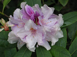 Рододендрон гібридний Еskimo 2 річний, Рододендрон гибридный Ескимо, Rhododendron hybrid Еskimo, фото 5