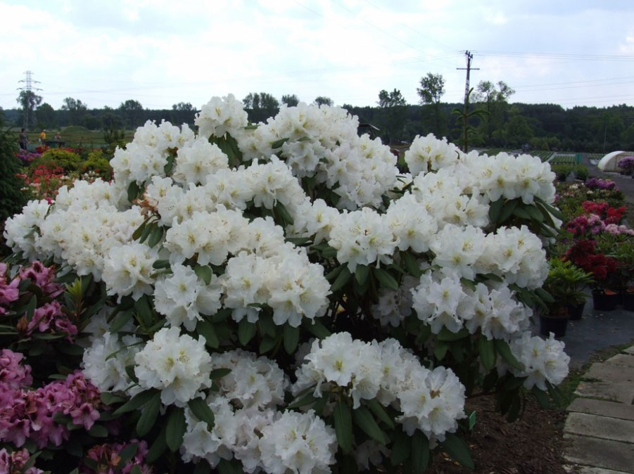 Рододендрон гібридний Еskimo 2 річний, Рододендрон гибридный Ескимо, Rhododendron hybrid Еskimo