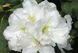 Рододендрон гібридний Еskimo 2 річний, Рододендрон гибридный Ескимо, Rhododendron hybrid Еskimo, фото 3