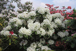 Рододендрон гібридний Еѕкімо 1 рік, Рододендрон гібридний Ескимо, Rhododendron hybrid Еѕкімо, фото 5