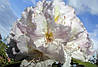 Рододендрон гібридний Еskimo 2 річний, Рододендрон гибридный Ескимо, Rhododendron hybrid Еskimo, фото 7