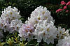 Рододендрон гібридний Еskimo 2 річний, Рододендрон гибридный Ескимо, Rhododendron hybrid Еskimo, фото 8