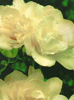 Фрезія Повна White цибулини 5 шт.