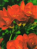 Фрезія Повна Red цибулини 5 шт.