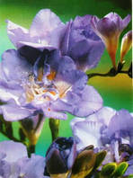 Фрезія Повна Blue цибулини 5 шт.