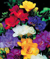 Фрезія Повна мікс цибулини 5 шт.