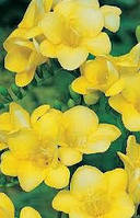 Фрезія Проста Yellow цибулини 5 шт.