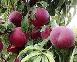 Персик Шугар Тайм. Підщепа пуміселект, фото 3