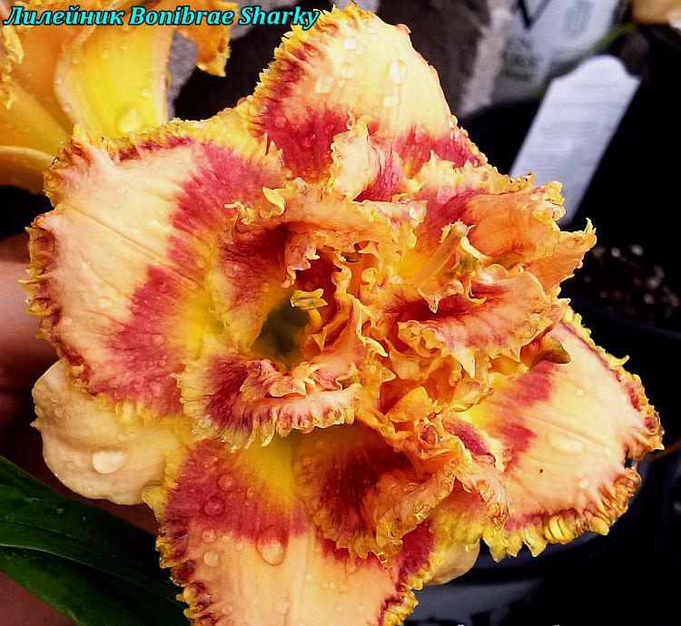 Лійник Bonibrae Sharky (Бонібре Кульки) корінь, фото 1
