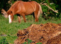 Теплиця на біопаливі - буде працювати?