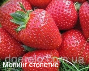 Полуниця Моллінг століття - ультрарання