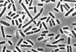 Найміцніший у світі клей виробляється бактеріями