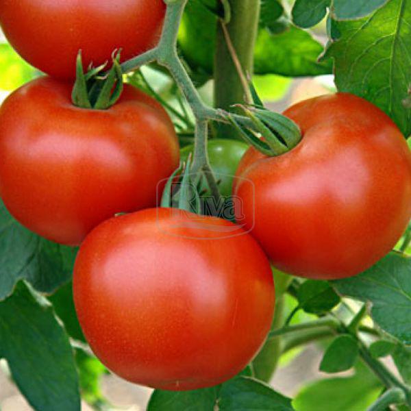 Томат МОЯ РАДІСТЬ F1, 15с Агроном, фото 1