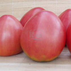 Томат ФАТИМА, 30с