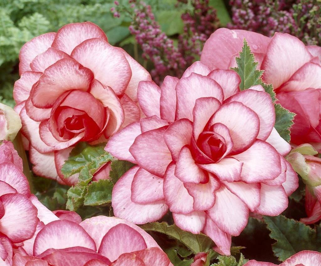 Бігонія (полуень) Бутон троянди