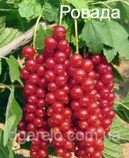 Смородина червона Ровада