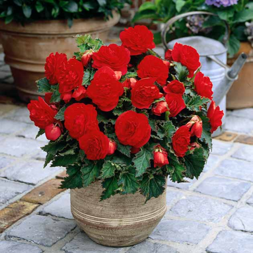 Бігонія (полуінь) Махрова Червона, фото 1