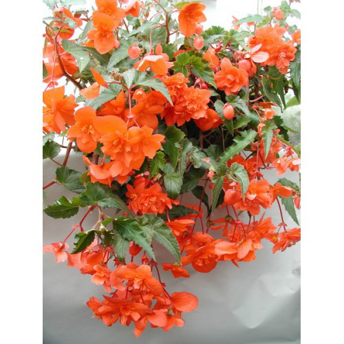 Бігонія (полуінь) Ампельна Жовтогаряча, фото 1