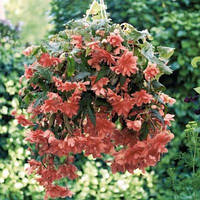 Бігонія (полуінь) Ампельна каскад Лососева