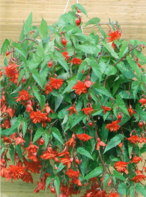 Бігонія (полуінь) Ампельна каскад Червона, фото 1