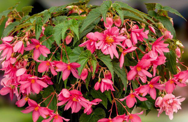 Бігонія (полуінь) Ампельна каскад Рожева, фото 1