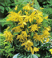 Бігонія (полуінь) Ампельна каскад Жовта