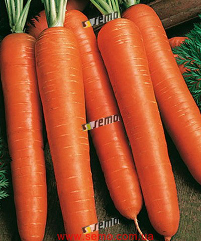 Насіння моркви Ванда 500 грамів Semo
