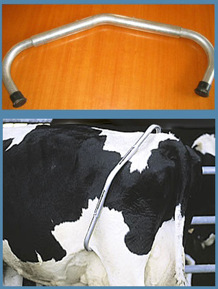 Антибрык для коров Устройство предотвращающее брыкание коровы