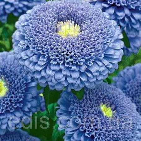 Айстра принцесса Крістіна Блакитна 0,3 г насіння Яскрава, фото 1