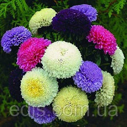 Айстра Помпонная суміш 0,3 г насіння Яскрава, фото 1