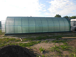 Теплицы 4*10 и 4*20 с. Ковалевка Васильковского р-на Киевской области август 2017 г 13