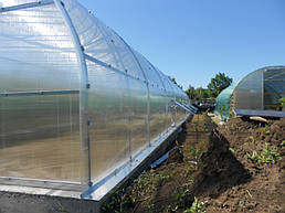 Теплицы 4*10 и 4*20 с. Ковалевка Васильковского р-на Киевской области август 2017 г 17