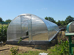 Теплицы 4*10 и 4*20 с. Ковалевка Васильковского р-на Киевской области август 2017 г 24