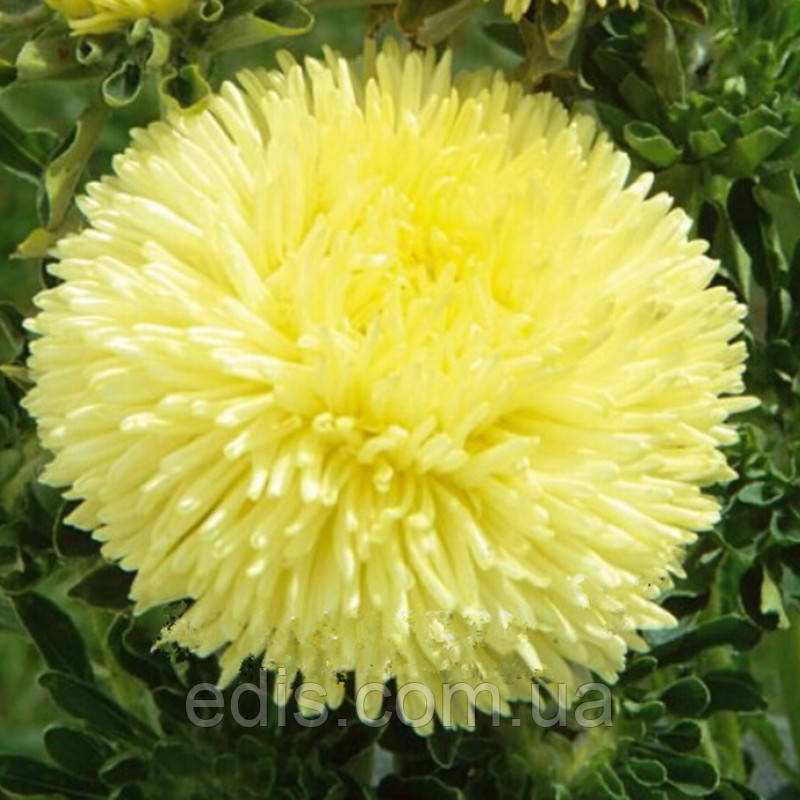 Айстра принцеса Олександра 0,3 г насіння Яскрава