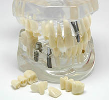 Помічниця стоматолога - демонстраційна модель