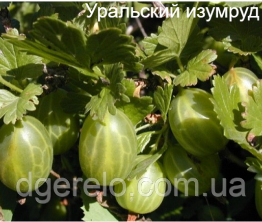 Крижівник ранній Уральський смарагд