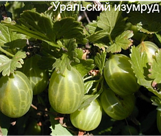 Крижівник ранній Уральський смарагд