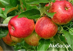 Ембасі — саджанці яблуні літнього