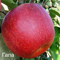 Саджанці яблуні Гала Маст 2х річна