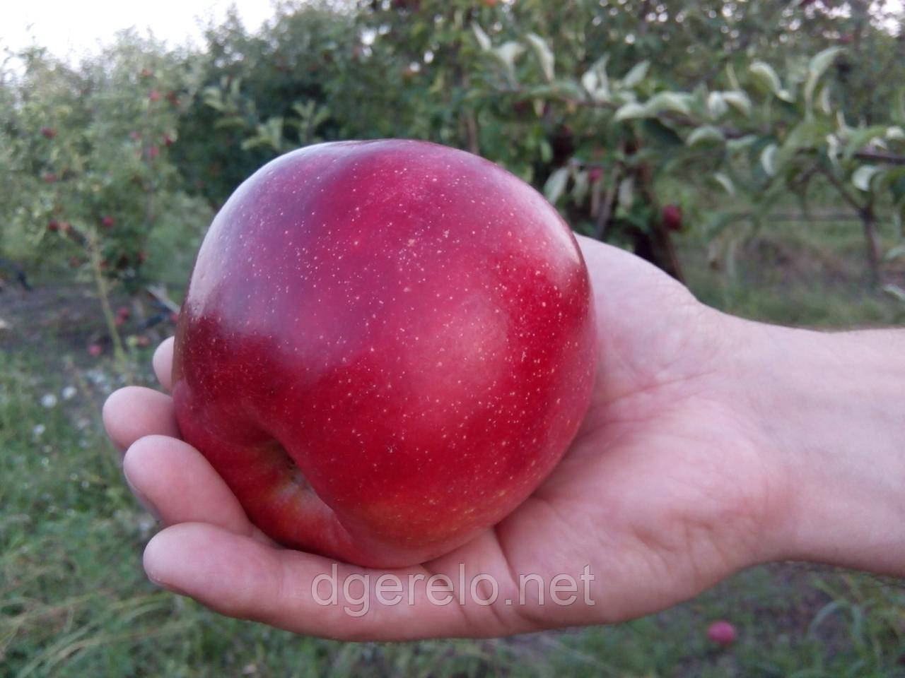 Яблоня осенняя Граф Эзо 2х летняя - фото 1 - id-p79189394