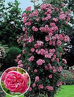 Троянда плетуча махрова Рожевий Лід (Pink Ice) сажанець 2 років